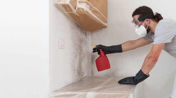 Professional Basement Mold Removal technician working in Delaplane, VA