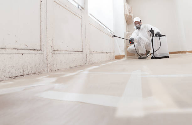 24/7 Emergency Basement Mold Removal experts in Delaplane, VA