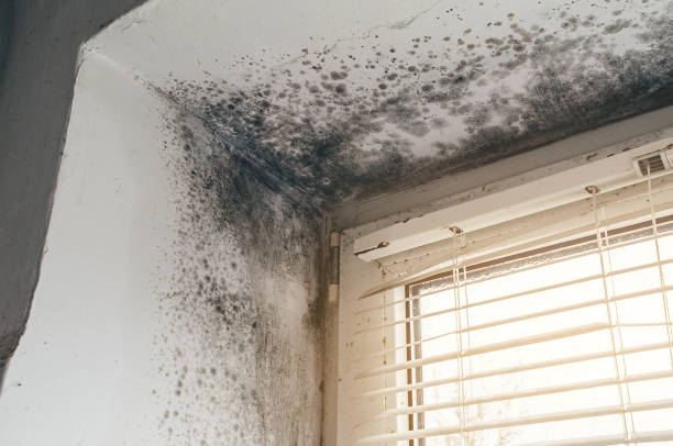 Affordable Basement Mold Removal solutions in Delaplane, VA