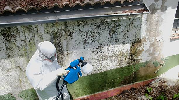 Top rated local Basement Mold Removal specialists in Delaplane, VA